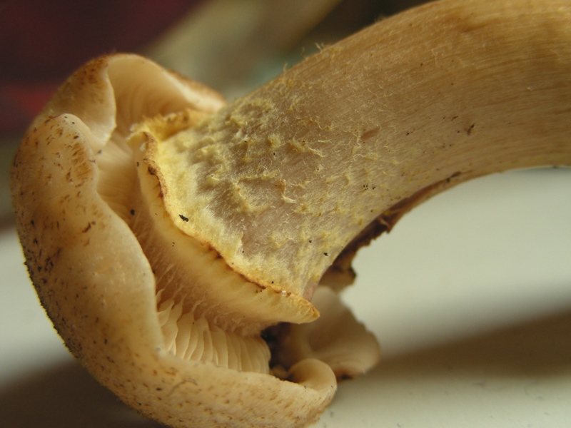 Strana Armillaria